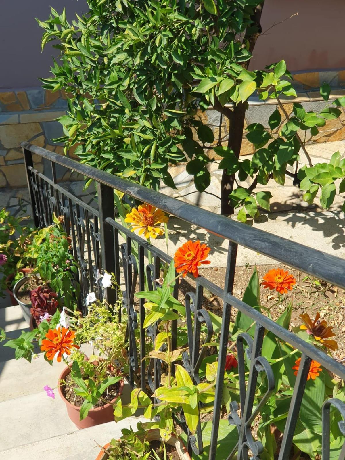 Sara Guesthouse Berat Exterior foto
